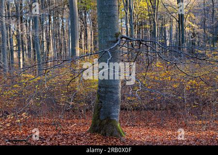 Europa, Deutschland, Rheinland-Pfalz, Hümmel, Wald, Waldfläche, Bäume, Buchenwald, Buche, Fagus, Alter Baum, Solitär, Baumform, mystisch, Herbst, Farbenfroh, Atmosphäre, niemand, Stille, keine Menschen Stockfoto