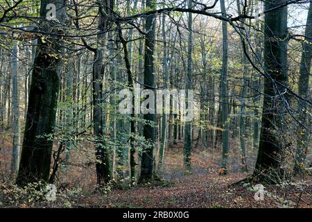 Europa, Deutschland, Rheinland-Pfalz, Hümmel, Wald, Waldfläche, Bäume, Buchenwald, Buchen, Fagus, Alte Bäume, Baumformen, mystisch, Herbst, Atmosphäre, Niemand, Ruhe, keine Leute Stockfoto