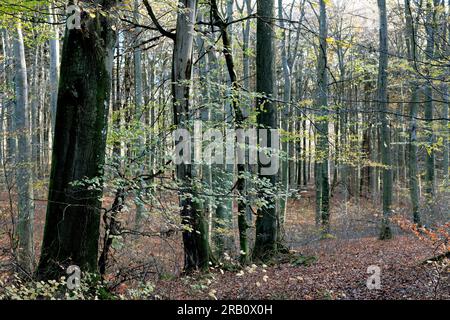Europa, Deutschland, Rheinland-Pfalz, Hümmel, Wald, Waldfläche, Bäume, Buchenwald, Buchen, Fagus, Alte Bäume, Baumformen, mystisch, Herbst, Atmosphäre, Niemand, Ruhe, keine Personen Stockfoto