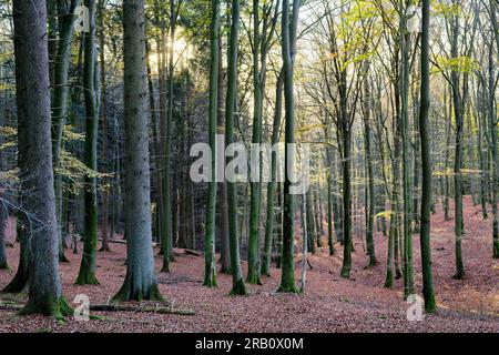 Europa, Deutschland, Rheinland-Pfalz, Hümmel, Wald, Waldfläche, Bäume, Buchenwald, Buchen, Fagus, Alte Bäume, Baumformen, mystisch, Herbst, Atmosphäre, Sonnenuntergang, Hintergrundbeleuchtung, niemand, Stille, keine Menschen Stockfoto