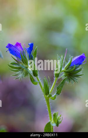 Der gewöhnliche Viper-Bugloss (Echium vulgare) in der Blume Stockfoto