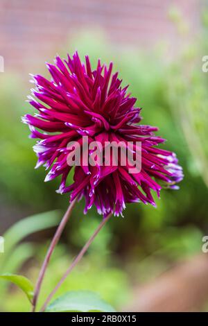 Dahlia Mix "Mitternachtsparty" in voller Blüte Stockfoto