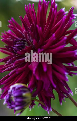 Dahlia Mix "Mitternachtsparty" in voller Blüte Stockfoto