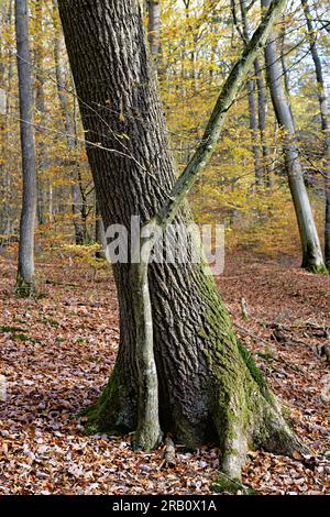 Europa, Deutschland, Rheinland-Pfalz, Hümmel, Wald, Waldfläche, einzelne Bäume, Paar Bäume, Eiche, groß, Buche, klein, Baumformen, Herbst, Atmosphäre, Niemand, Ruhe, keine Leute Stockfoto