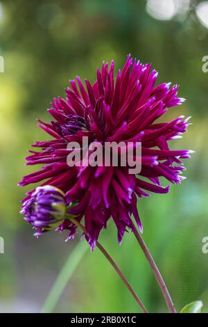 Dahlia Mix "Mitternachtsparty" in voller Blüte Stockfoto