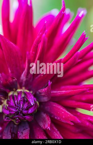 Dahlia Mix "Mitternachtsparty" in voller Blüte Stockfoto