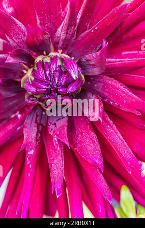 Dahlia Mix "Mitternachtsparty" in voller Blüte Stockfoto