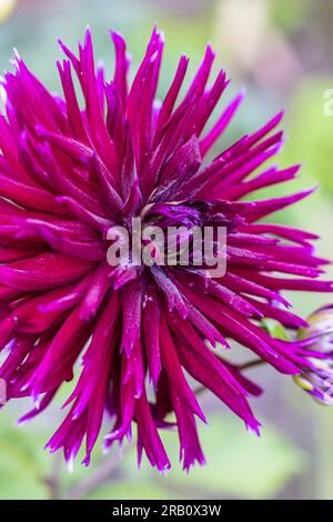 Dahlia Mix "Mitternachtsparty" in voller Blüte Stockfoto