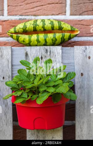 Halb Wassermelone, Nahaufnahme, Stillleben, Erdbeerpflanze im Topf Stockfoto