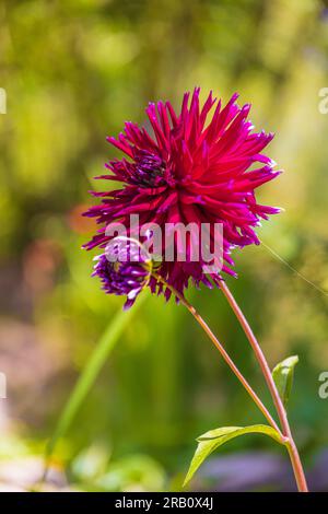 Dahlia Mix "Mitternachtsparty" in voller Blüte Stockfoto