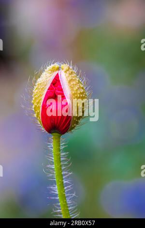 Mehrjährige Ziermohn mit einer ungeöffneten eleganten Knospe, selektiver Fokus, Bokeh Hintergrund Stockfoto