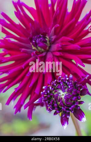 Dahlia Mix "Mitternachtsparty" in voller Blüte Stockfoto