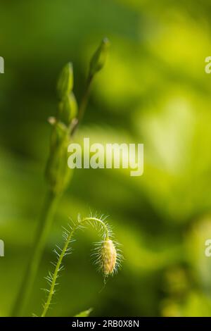 Mehrjährige Ziermohn mit einer ungeöffneten eleganten Knospe, selektiver Fokus, Bokeh Hintergrund Stockfoto