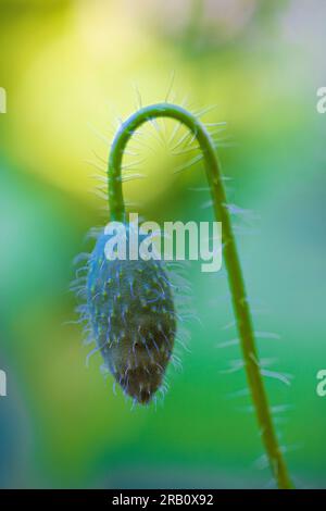 Mehrjährige Ziermohn mit einer ungeöffneten eleganten Knospe, selektiver Fokus, Bokeh Hintergrund Stockfoto