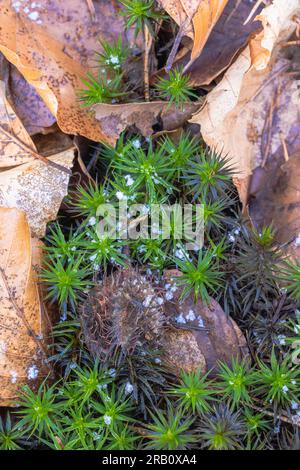 Nahaufnahme von Moos, Stillleben im Wald, Hintergrundbild, Buchenbezug Stockfoto