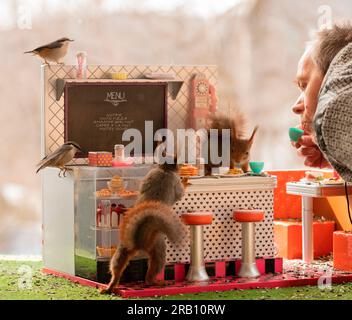 Rote Eichhörnchen und Mann, der in einem Restaurant isst Stockfoto