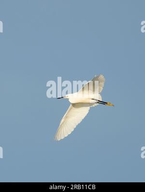 Little Egret (Egretta garzetta), Erwachsener im Flug, Hermanus, Südafrika Stockfoto