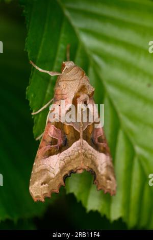 Winkelschirme, Mangoleseibe (Phlogophora meticulosa) Stockfoto