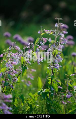 Ciliated Penstemon (Penstemon hirsutus) mit Feldbindweed (Convolvulus arvensis) Stockfoto