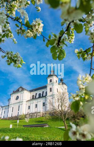 Sonntagberg, Basilika Sonntagberg, blühende Birnen im Mostviertel, Niederösterreich, Österreich Stockfoto