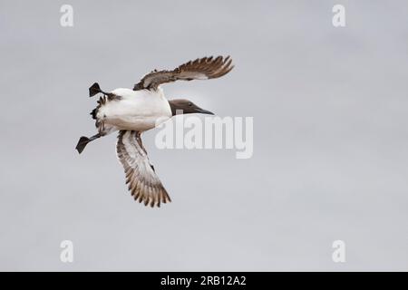 Deutschland, Nordsee, Helgoland, guillemot, guillemot, Uria aalge, im Flug Stockfoto