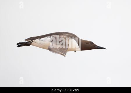 Deutschland, Nordsee, Helgoland, guillemot, guillemot, Uria aalge, im Flug Stockfoto