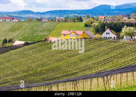 Puch bei Weiz, blühende Apfelplantagen, Hagelschutznetz, Apfelland (Apfelland) in Steirisches Thermenland - Oststeiermark, Steiermark, Österreich Stockfoto