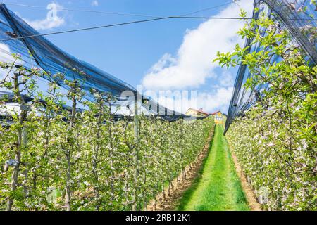 Puch bei Weiz, blühende Apfelplantagen, Hagelschutznetz, Apfelland (Apfelland) in Steirisches Thermenland - Oststeiermark, Steiermark, Österreich Stockfoto