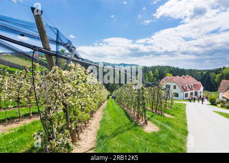 Puch bei Weiz, blühende Apfelplantagen, Hagelschutznetz, Apfelland (Apfelland) in Steirisches Thermenland - Oststeiermark, Steiermark, Österreich Stockfoto