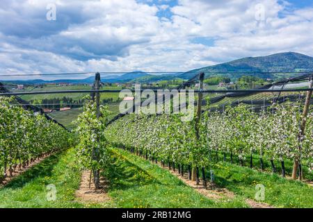 Puch bei Weiz, blühende Apfelplantagen, Hagelschutznetz, Apfelland (Apfelland) in Steirisches Thermenland - Oststeiermark, Steiermark, Österreich Stockfoto