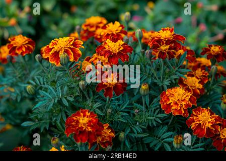Orangefarbene französische Ringelblumen oder Tagetes Patula, die im Garten blühen. Selektiver Fokus. Stockfoto