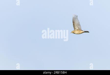 Der herbstliche Migrant American Buff-Bellied Pipit, Anthus rubescens rubescens, auf den Bermudas. Vogel im Flug. Stockfoto