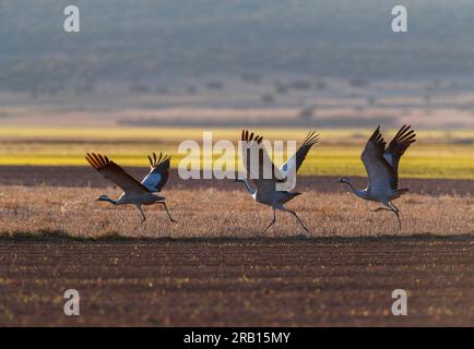 Crane, Grus grus, Wintersport in der Laguna Gallocanta in Spanien. Von einem Feld abheben. Stockfoto