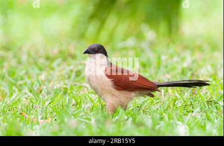 Senegal Coucal (Centropus senegalensis senegalensis) in Gambia. Auf dem Boden stehen. Stockfoto