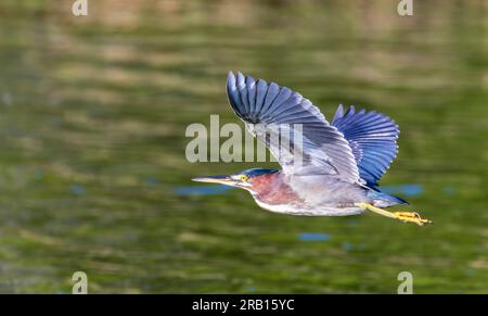 Winterreiher, Butorides virescens, auf den Bermudas. Stockfoto