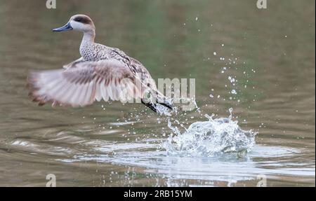 Marmorblaugrün (Marmaronetta angustirostris) in Spanien. Auch bekannt als Marble Duck. Teil eines spanischen Naturschutzprojekts. Von einem See abheben. Stockfoto