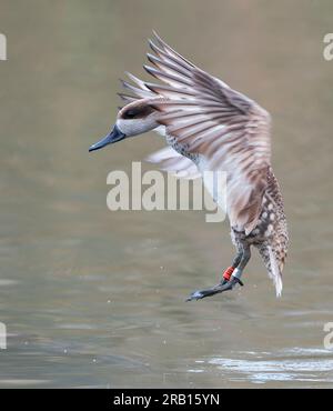 Marmorblaugrün (Marmaronetta angustirostris) in Spanien. Auch bekannt als Marble Duck. Teil eines spanischen Naturschutzprojekts. Er landet vor dem Versteck. Stockfoto