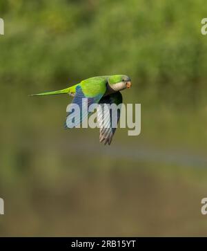 Mönchssittich (Myiopsitta monachus), auch bekannt als Quakersittich, in Spanien. Vorgestellt. Stockfoto