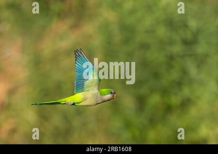 Mönchssittich (Myiopsitta monachus), auch bekannt als Quakersittich, in Spanien. Vorgestellt. Stockfoto