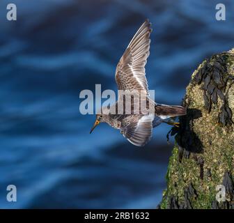 Purple Sandpiper, Calidris maritima, Wintersport auf dem nördlichen Pier in Scheveningen, Niederlande. Stockfoto