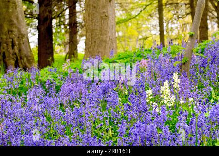 Bluebell oder wilde Hyazinth (Hyacinthoides non-scripta oder endymion non-scriptus), Nahaufnahme der Blumen, die den Boden eines offenen Waldlands bedecken. Stockfoto