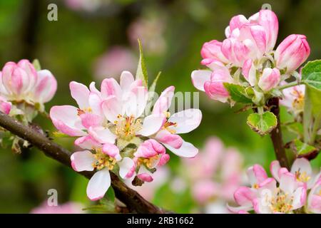 Krabbenapfel (Malus sylvestris), Nahaufnahme der großen weißen Blüten oder Blüten, die im Frühling auf dem gemeinsamen Baum zu erscheinen beginnen. Stockfoto