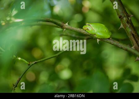 Europäischer Laubfrosch (Hyla Arborea) Stockfoto