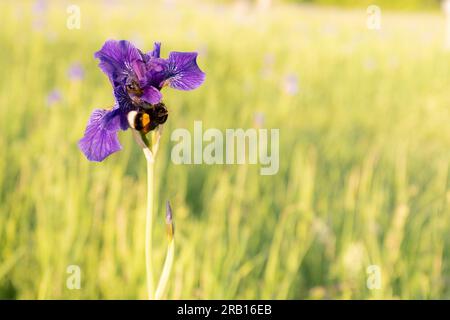 Hummel auf einer sibirischen Irisblume, Iris sibirica, Bayern, Deutschland, Europa Stockfoto