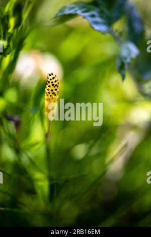Marsh Horsetail (Equisetum palustre) Bayern, Deutschland, Europa Stockfoto