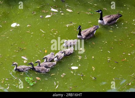 Natur, Fauna, Wildtiere, Kanadische Gans, Branta Canadensis, Familie von Gänsen auf dem Wasser, männlich, Gander, weiblich, sieben Küken, Junge Vögel, junge Gänse, die alle hintereinander schwimmen, Burgteich des Hauses Huelshoff in Havixbeck, Mülsterland, Nordrhein-Westfalen, NRW Stockfoto