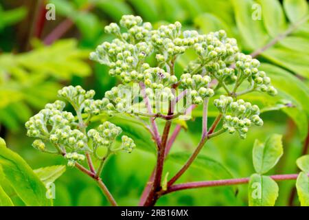 Rowan oder Bergasche (sorbus aucuparia), Nahaufnahme einer großen Gruppe von Blütenknospen auf dem gemeinsamen Baum im Frühling. Stockfoto