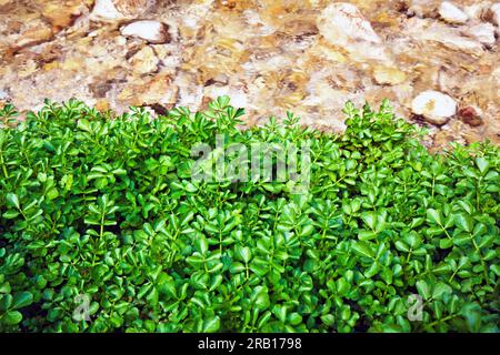 Wilde Brunnenkresse, Heilpflanze und Nutzpflanze Stockfoto