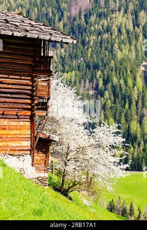 Blühender Kirschbaum neben einer rustikalen Heuscheune auf der Farm Road im Ulten Valley, Südtirol Stockfoto