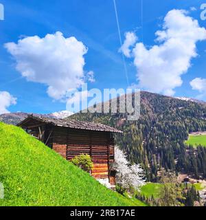 Blühender Kirschbaum neben einer rustikalen Heuscheune auf der Farm Road im Ulten Valley, Südtirol Stockfoto
